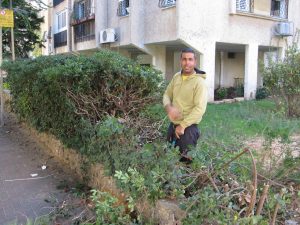 IMG_3301 מקובץ גיזום שיחים ועצים מיותרים בגינה
