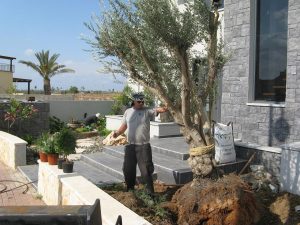 גינות נובמבר 114 מקובץ שתילת עץ זית בוגר בעזרת מנוף