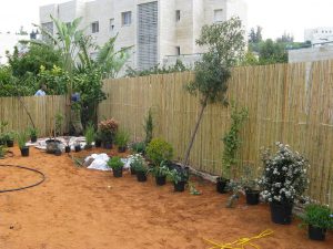 בחירת צמחים ומיקומם בגינה בחירת צמחים ומיקומם בגינה