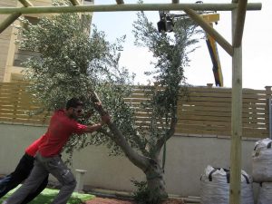 שתילת עץ זית בוגר