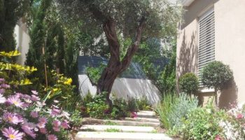 עיצוב והקמה של גינה פרטית הרצליה פיתוח