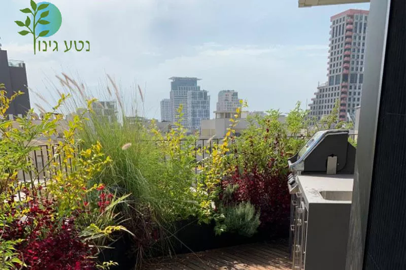 גינה בפנטהאוז