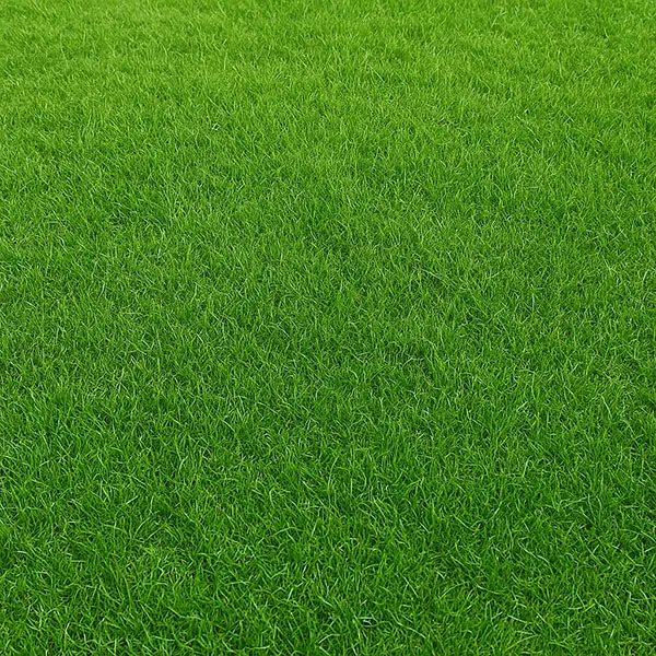 דשא לאחר החלפה