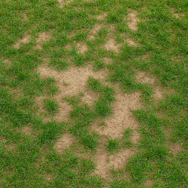 דשא עם קרחות