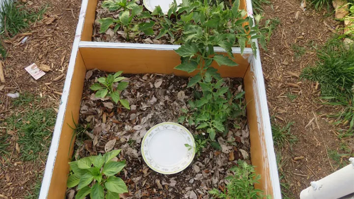 גינה טובה לא נמדדת בכסף