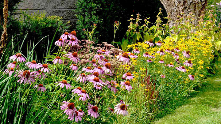 גינה שלא מפחדת מהקיץ