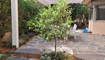 הקמת גינה עם פרגולה